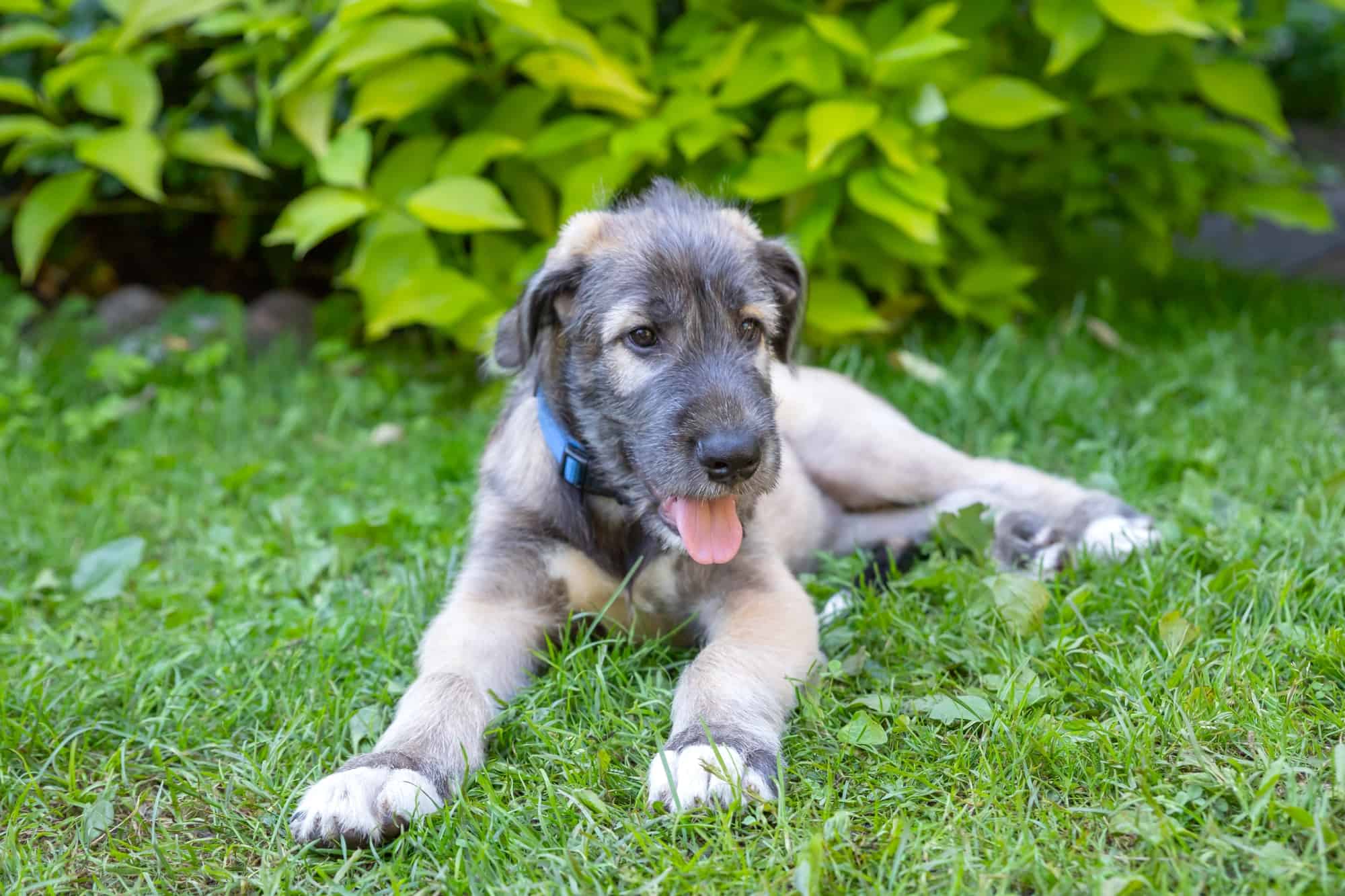 How Much Does an Irish Wolfhound Cost? (2024 Price Guide)