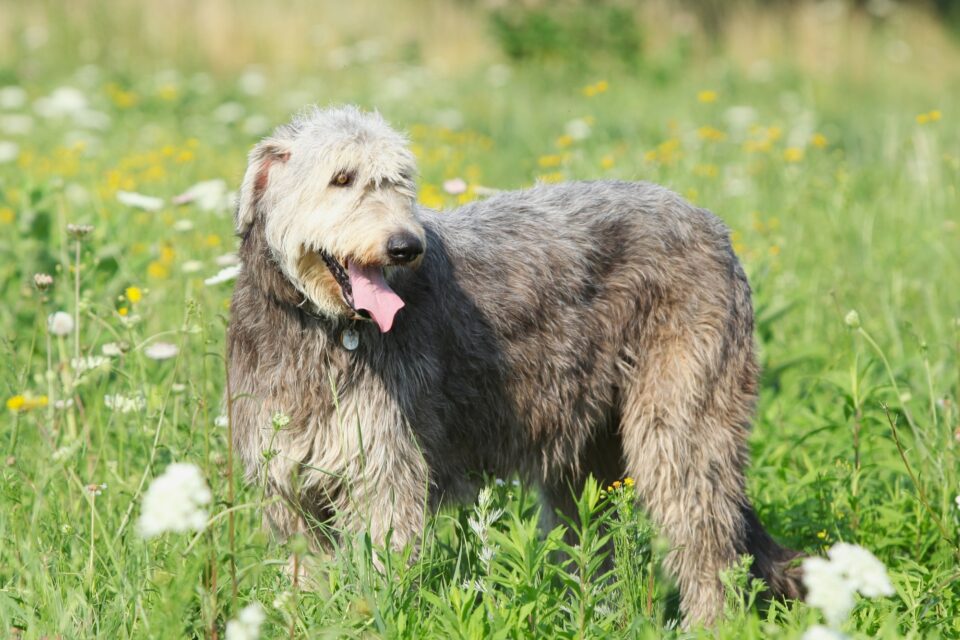 How Much Does an Irish Wolfhound Cost? (2024 Price Guide)