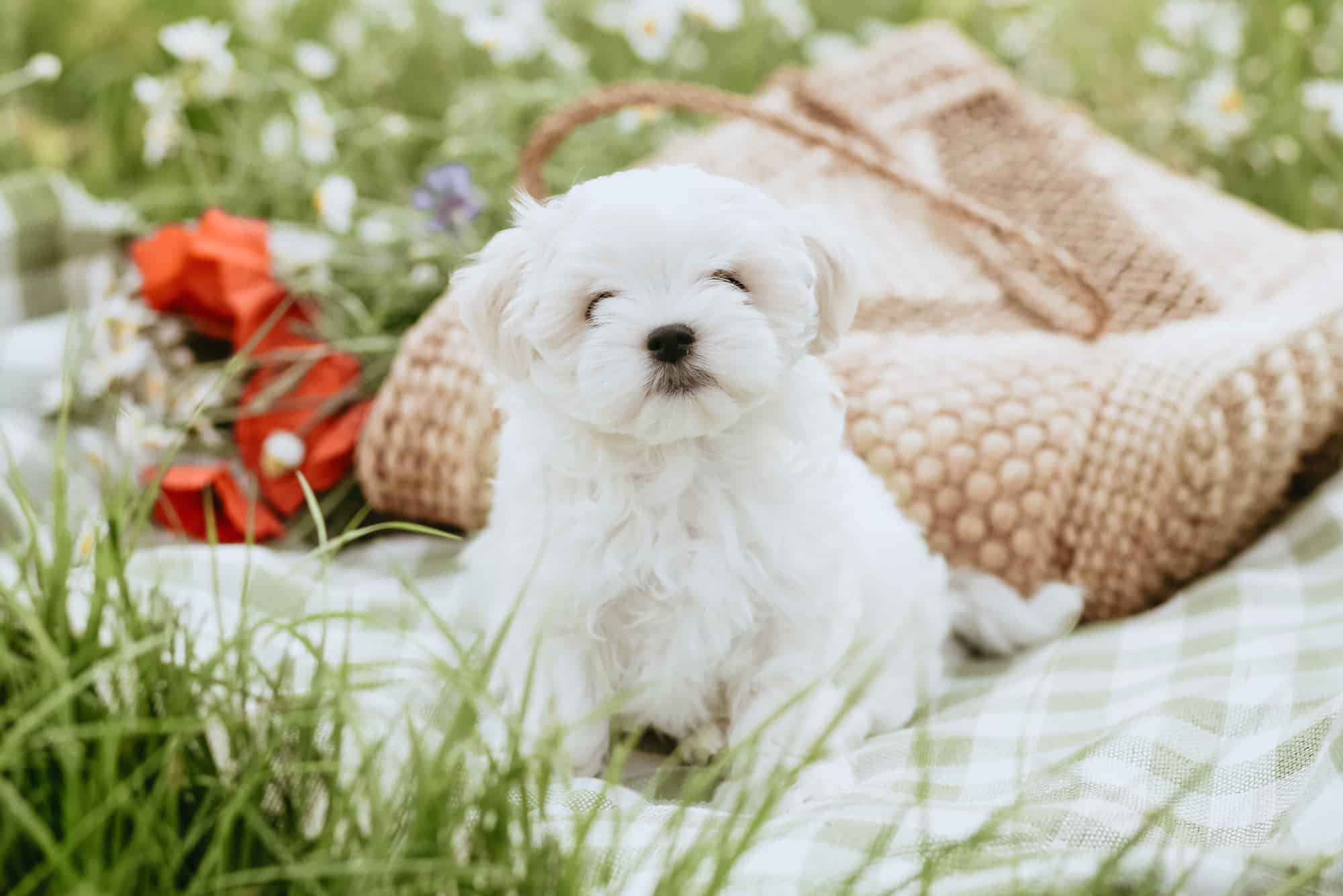 How Much Does a Maltese Cost? (2024 Price Guide)