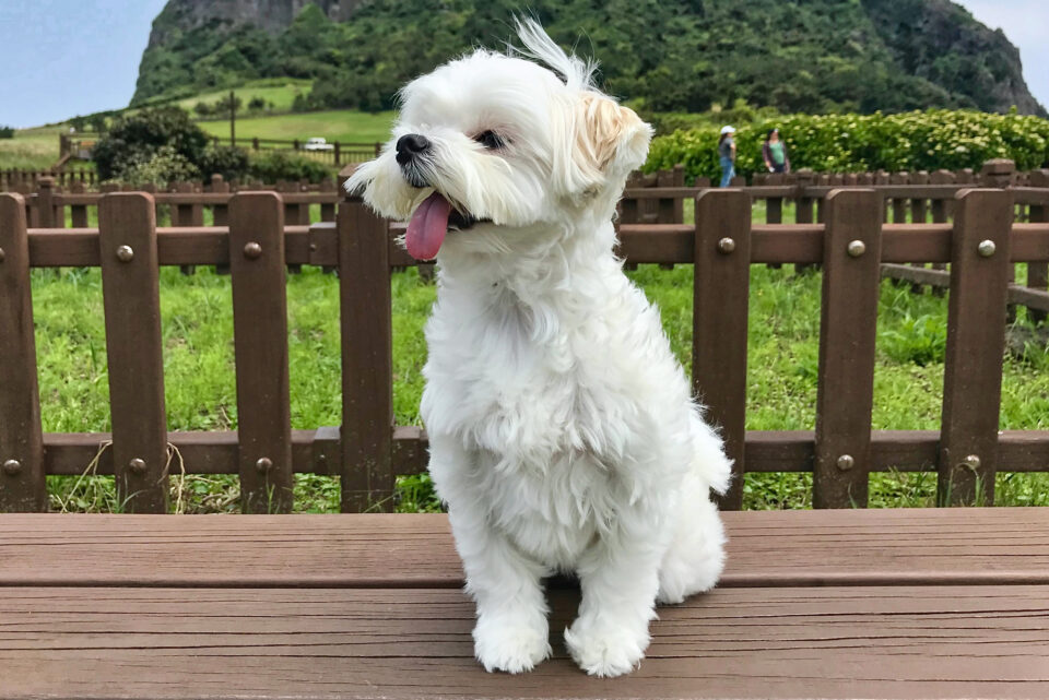 How Much Does a Maltese Cost? (2024 Price Guide)