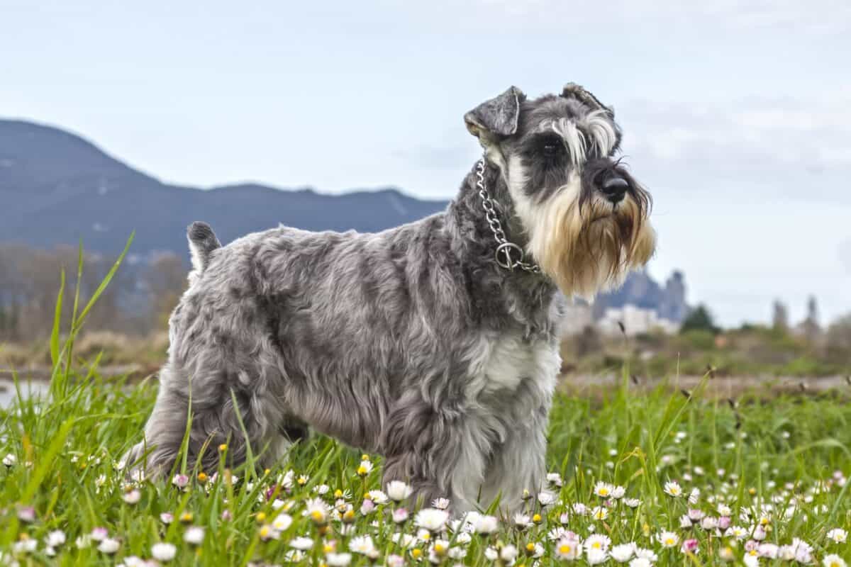 Miniature Schnauzer initial costs