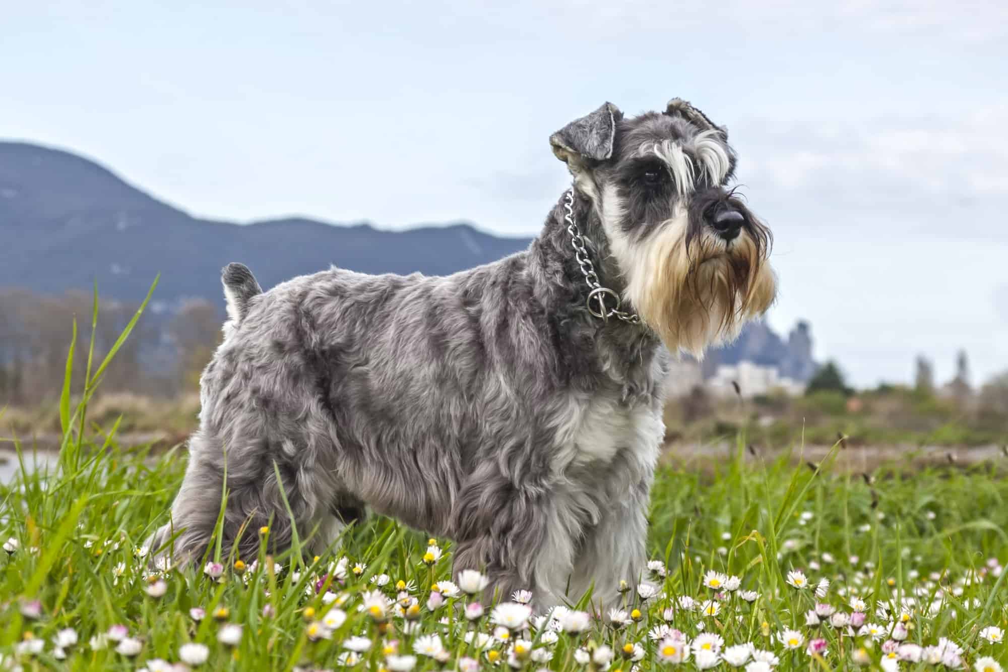 How Much Does a Miniature Schnauzer Cost? (2024 Price Guide)