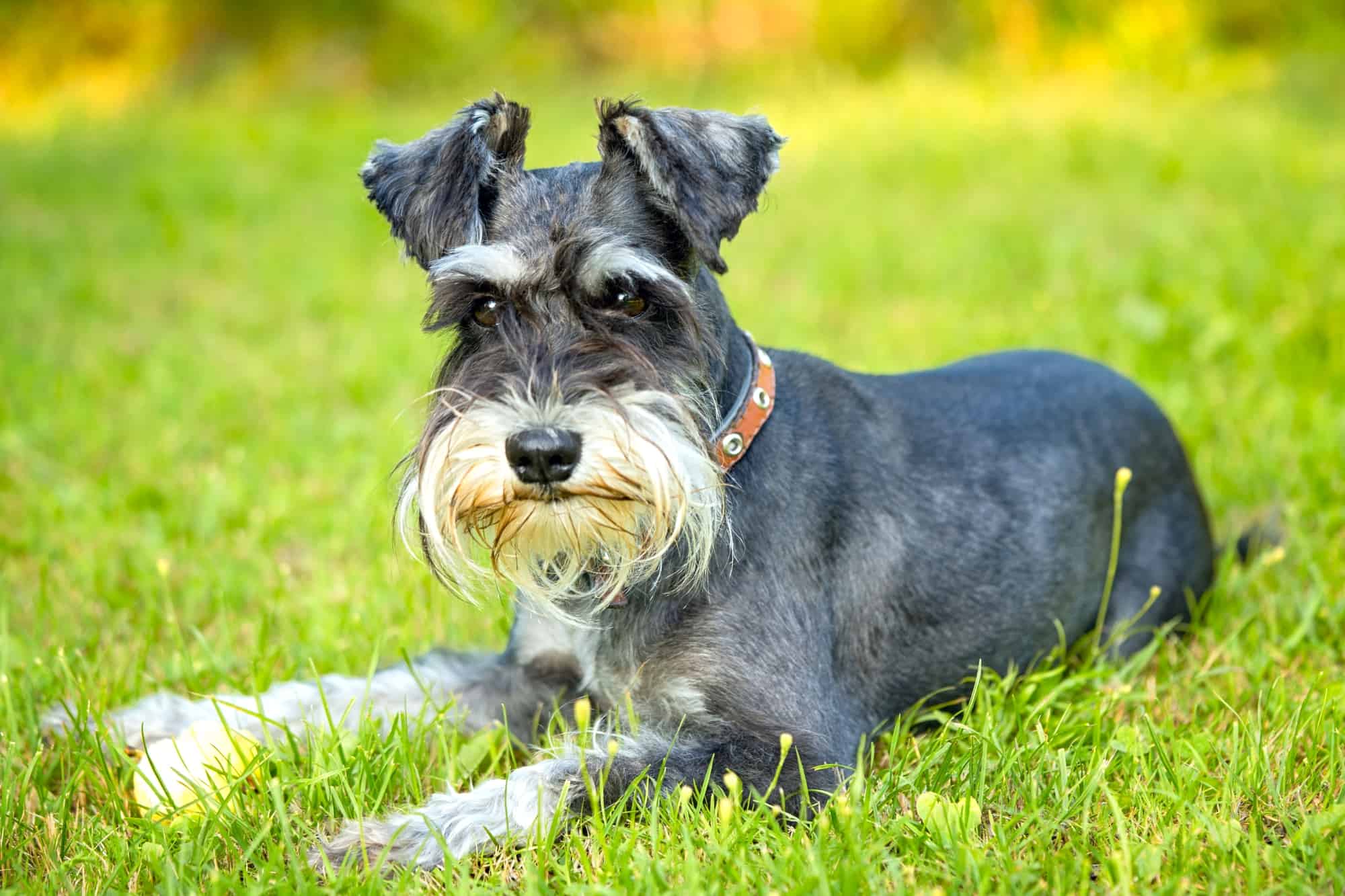 How Much Does a Miniature Schnauzer Cost? (2024 Price Guide)