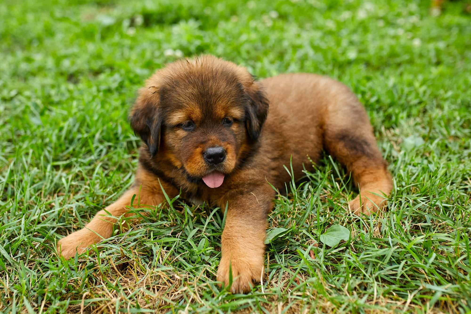 10 Best Newfoundland Breeders (2024) Our Top 10 Picks!