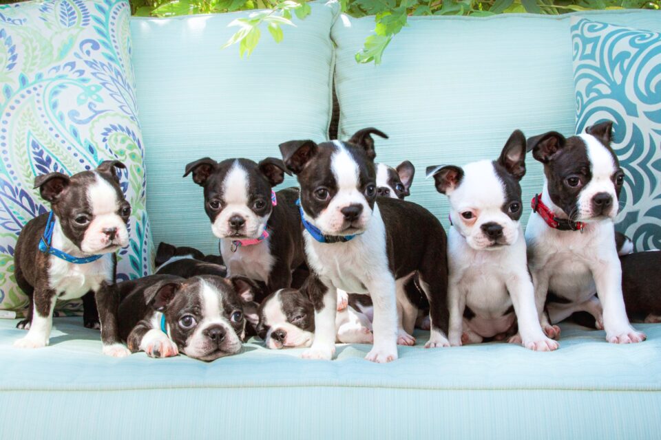 How Much Does a Boston Terrier Cost? (2024 Price Guide)