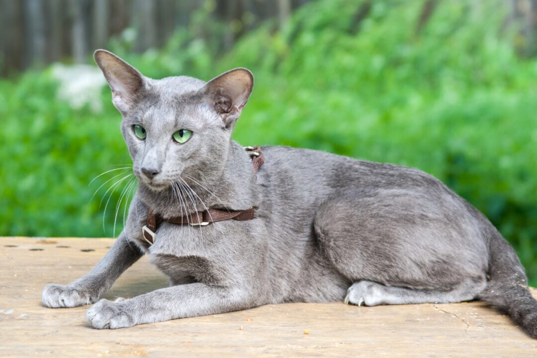 How Much Does an Oriental Shorthair Cost? (2024 Price Guide)