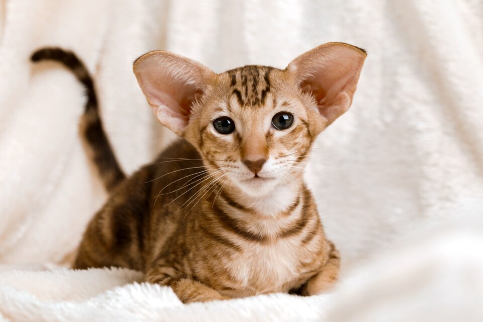 How Much Does an Oriental Shorthair Cost? (2024 Price Guide)