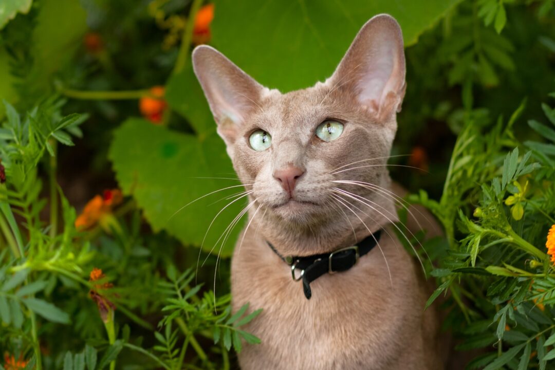 How Much Does an Oriental Shorthair Cost? (2024 Price Guide)