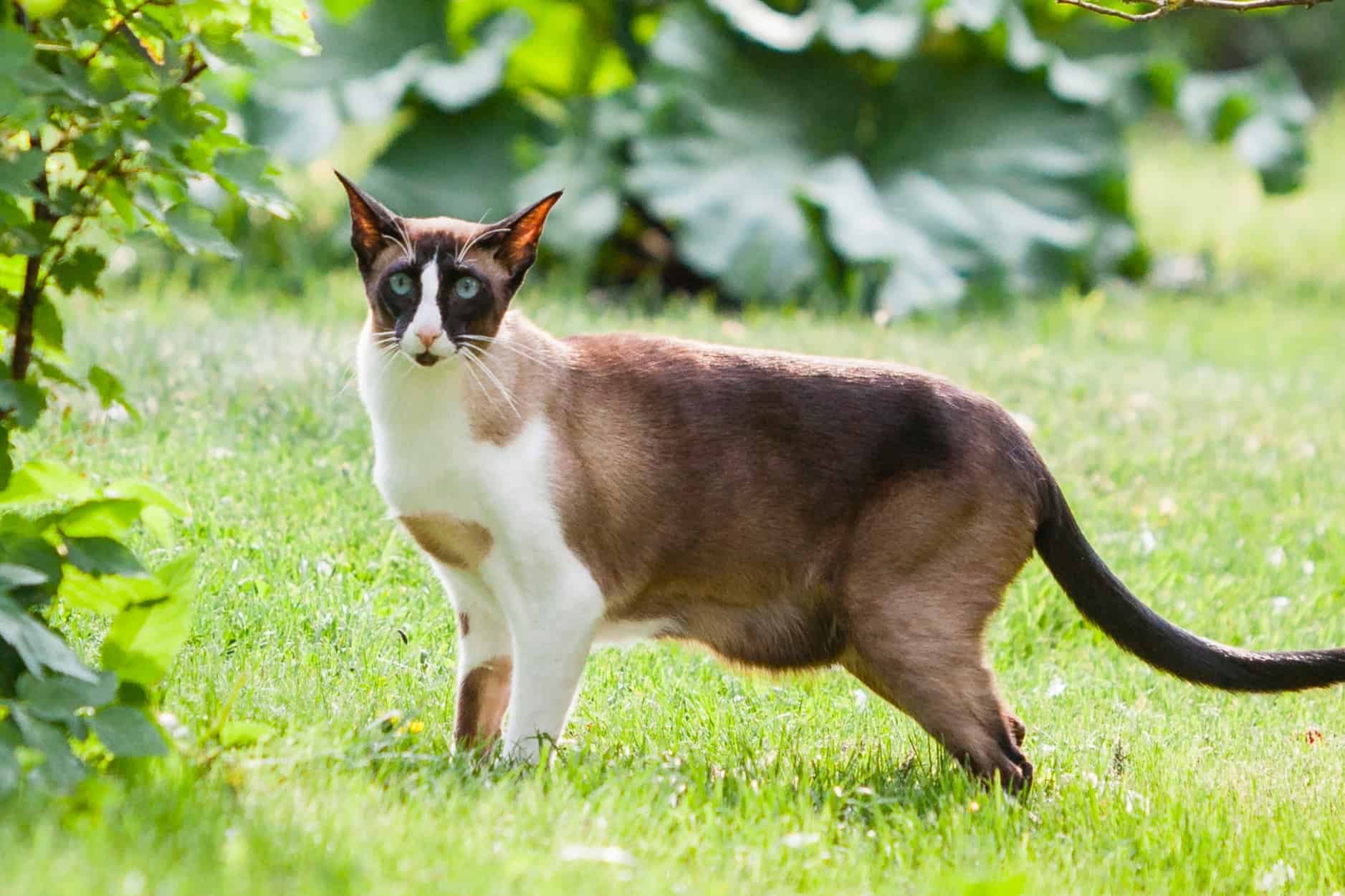 How Much Does an Oriental Shorthair Cost? (2024 Price Guide)