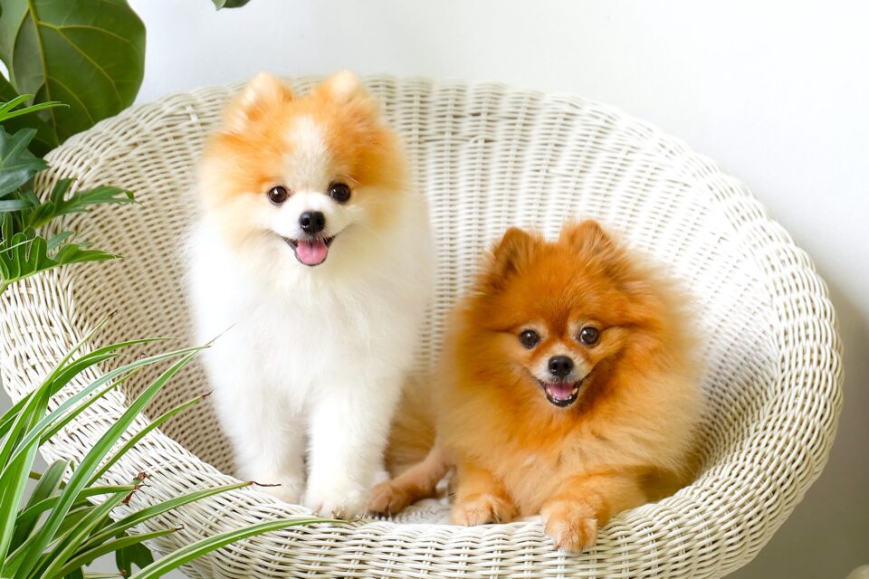 How Much Does a Pomeranian Cost? (2024 Price Guide)