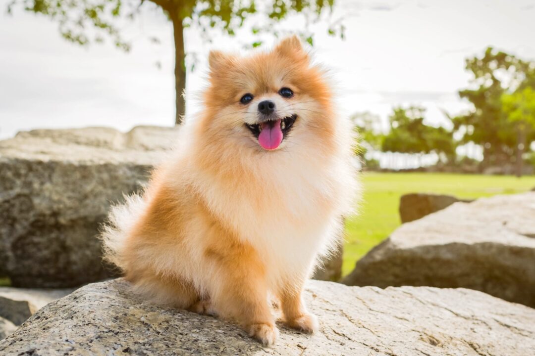 How Much Does a Pomeranian Cost? (2024 Price Guide)