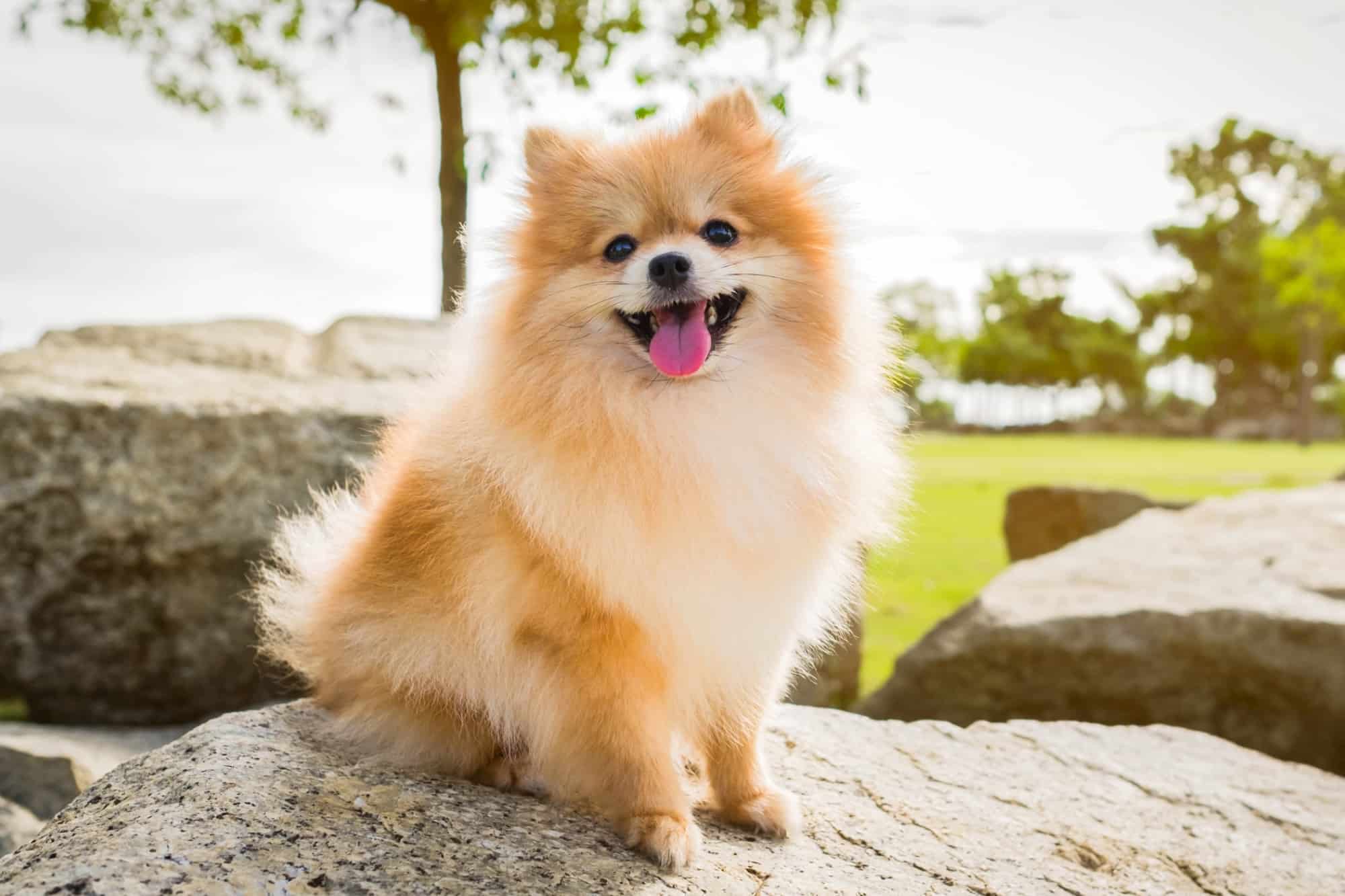 How Much Does a Pomeranian Cost? (2024 Price Guide)