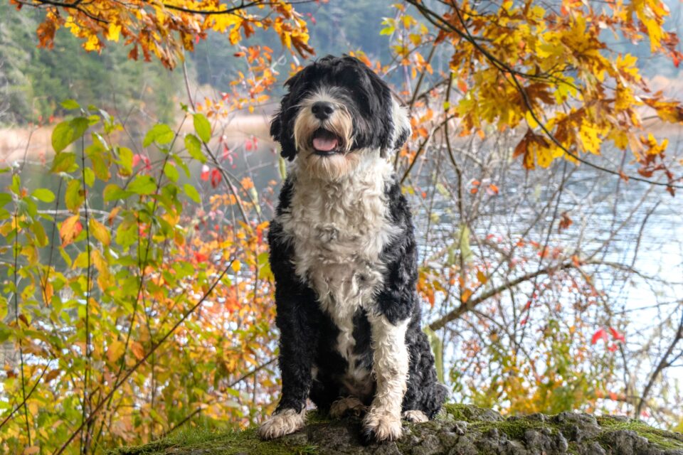 How Much Do Portuguese Water Dogs Cost?