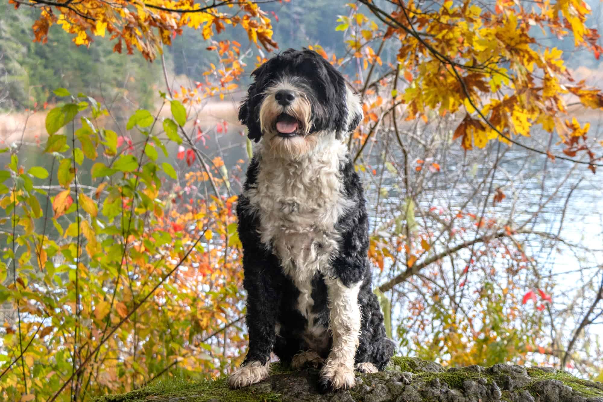 How Much Do Portuguese Water Dogs Cost?