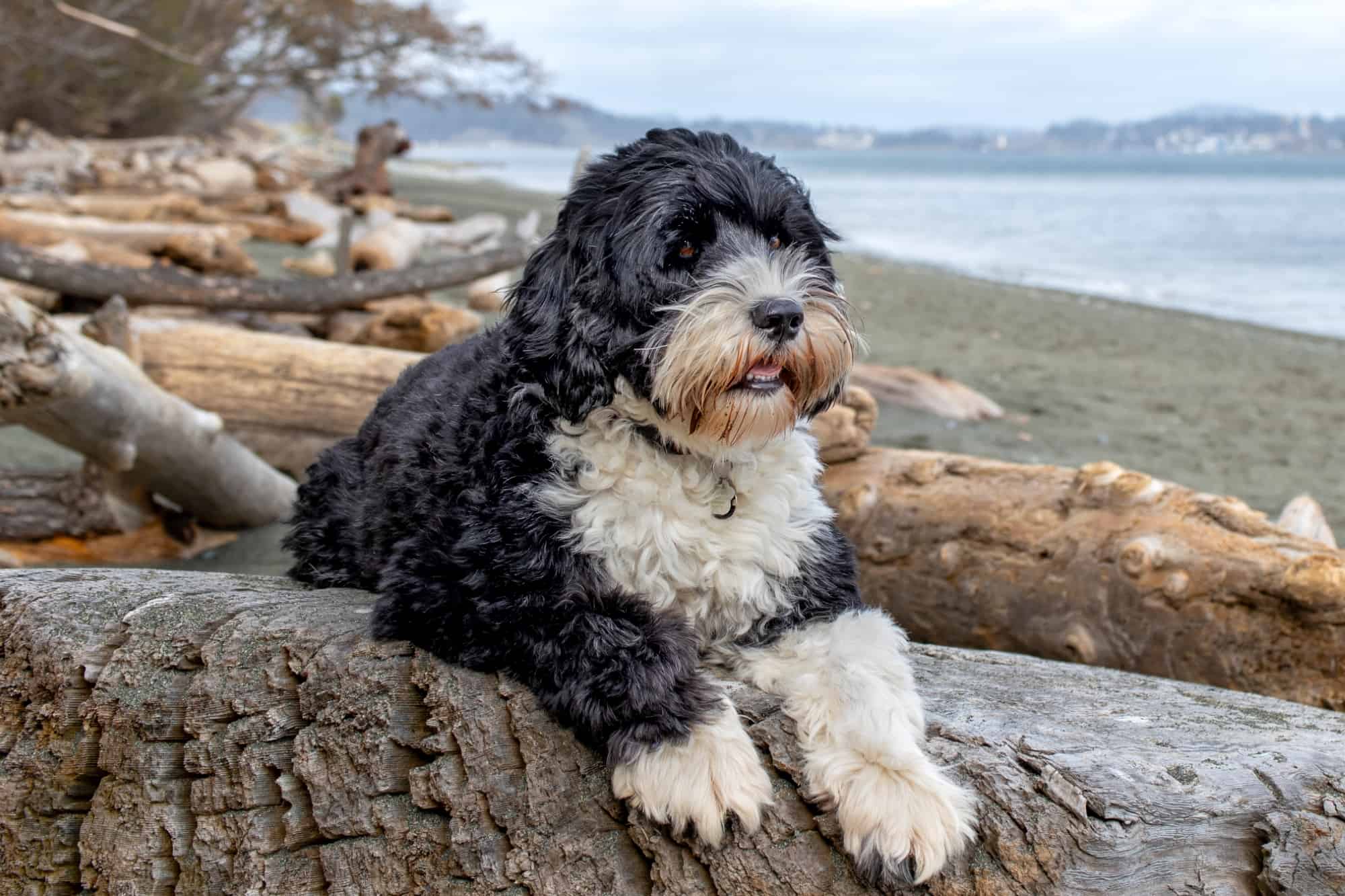 how much portuguese water dog