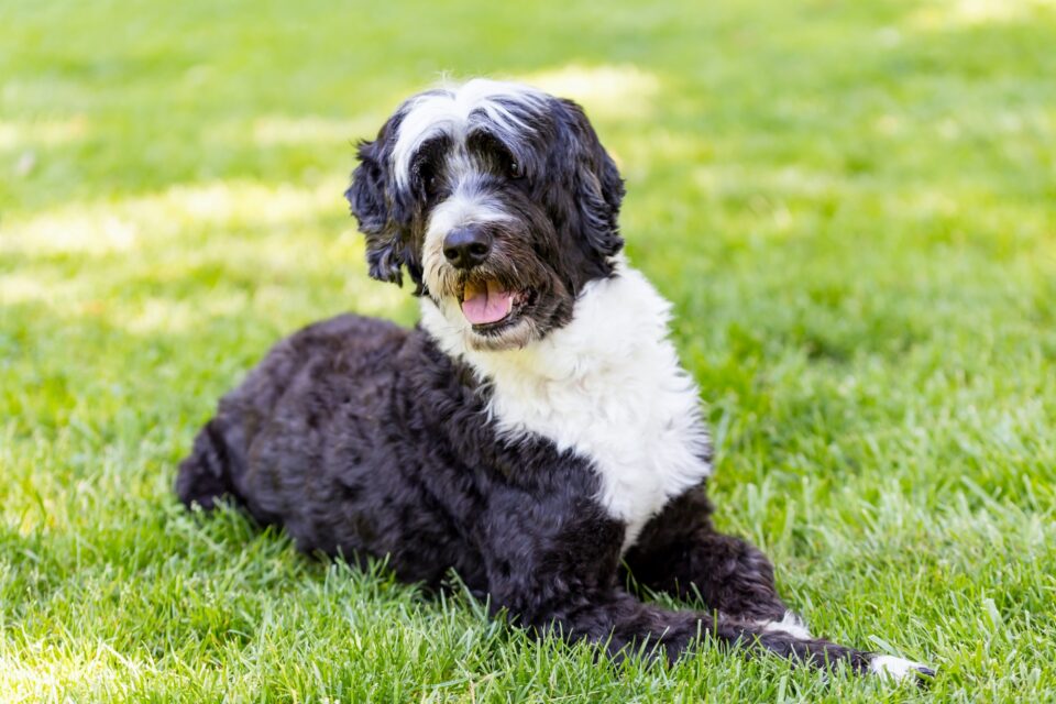 How Much Do Portuguese Water Dogs Cost?