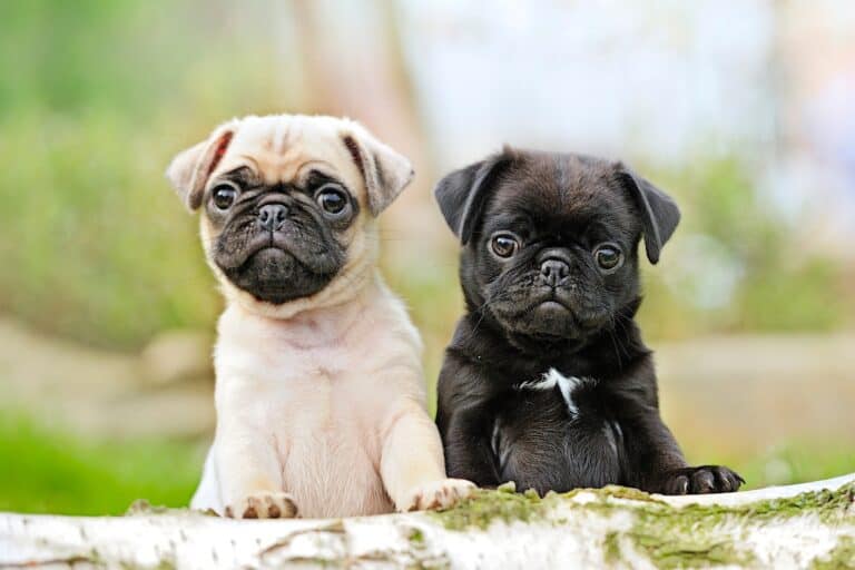 How Much Does a Pug Cost? (2024 Price Guide)