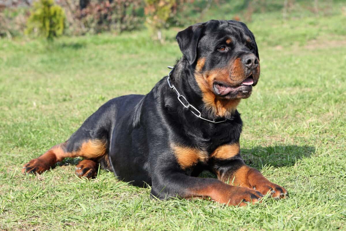 are rottweilers expensive to keep