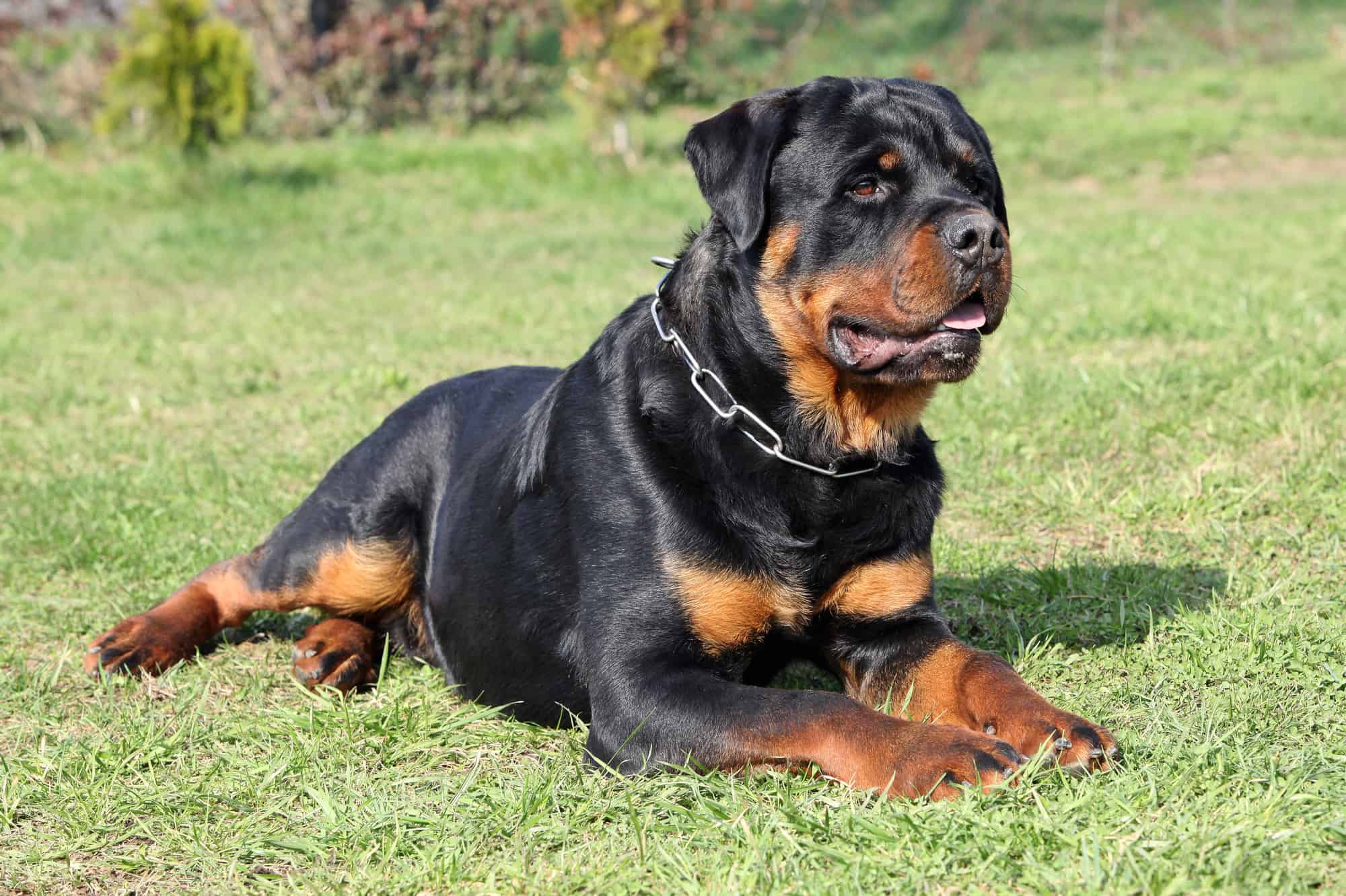 How Much Does a Rottweiler Cost? (2024 Price Guide)