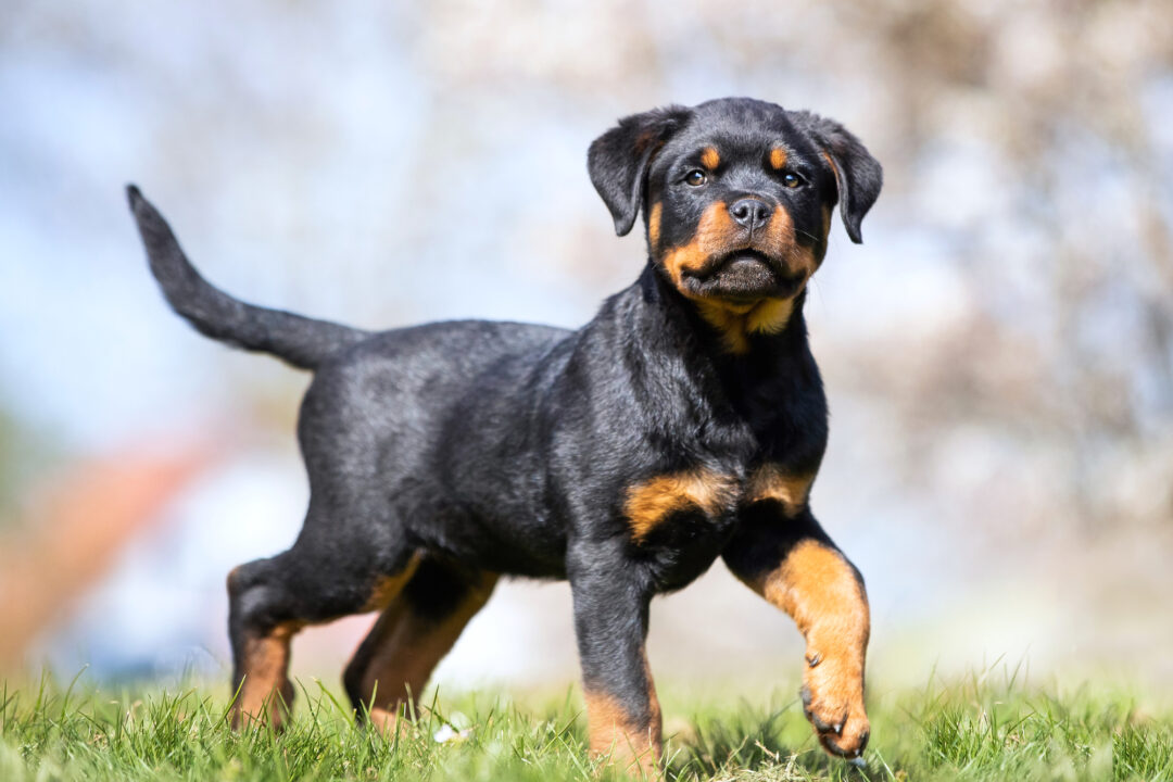 How Much Does a Rottweiler Cost? (2024 Price Guide)