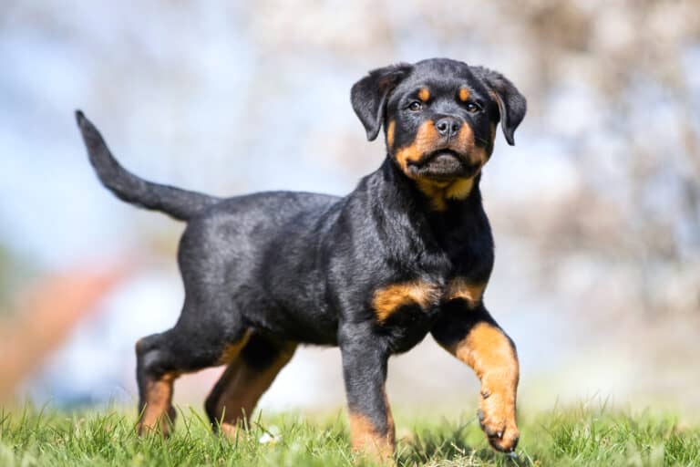 How Much Does a Rottweiler Cost? (2024 Price Guide)