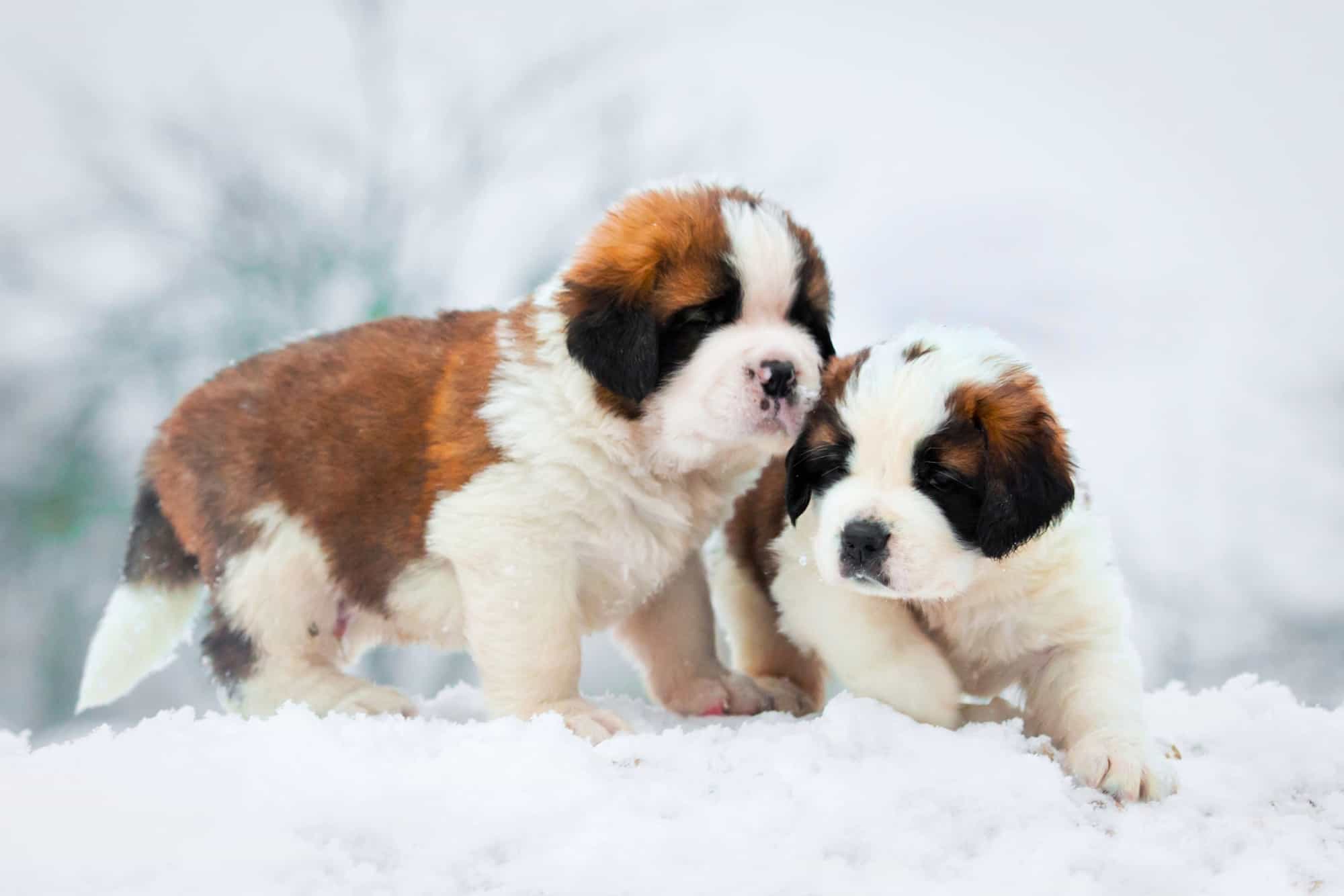 How Much Does a Saint Bernard Cost? (2024 Price Guide)