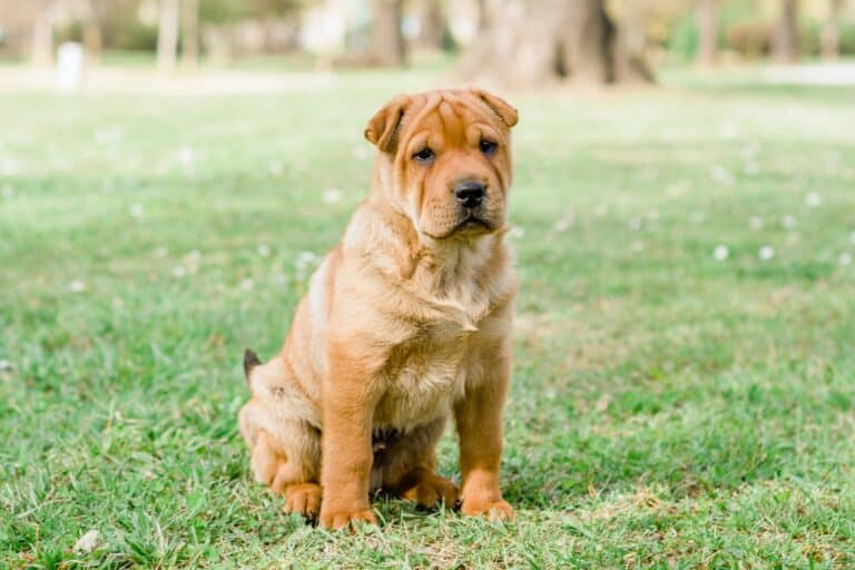 How Much Does a SharPei Cost? (2024 Price Guide)