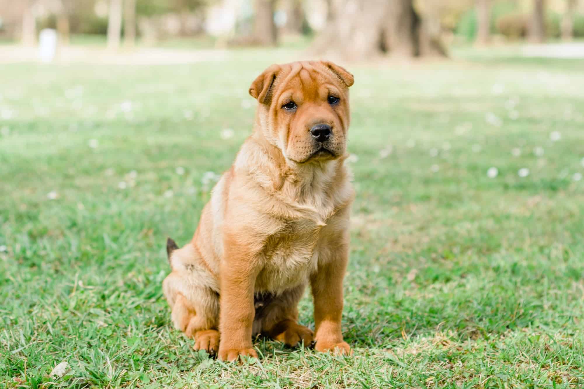 How Much Does a SharPei Cost? (2024 Price Guide)