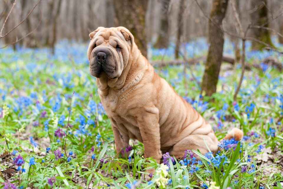 How Much Does a SharPei Cost? (2024 Price Guide)
