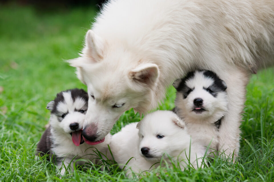 How Much Does a Husky Cost? (2024 Price Guide)