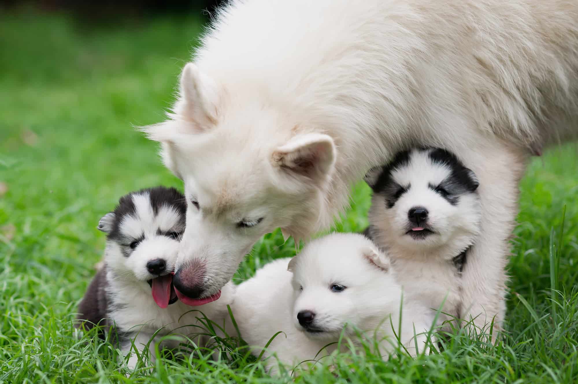 How Much Does a Husky Cost? (2024 Price Guide)