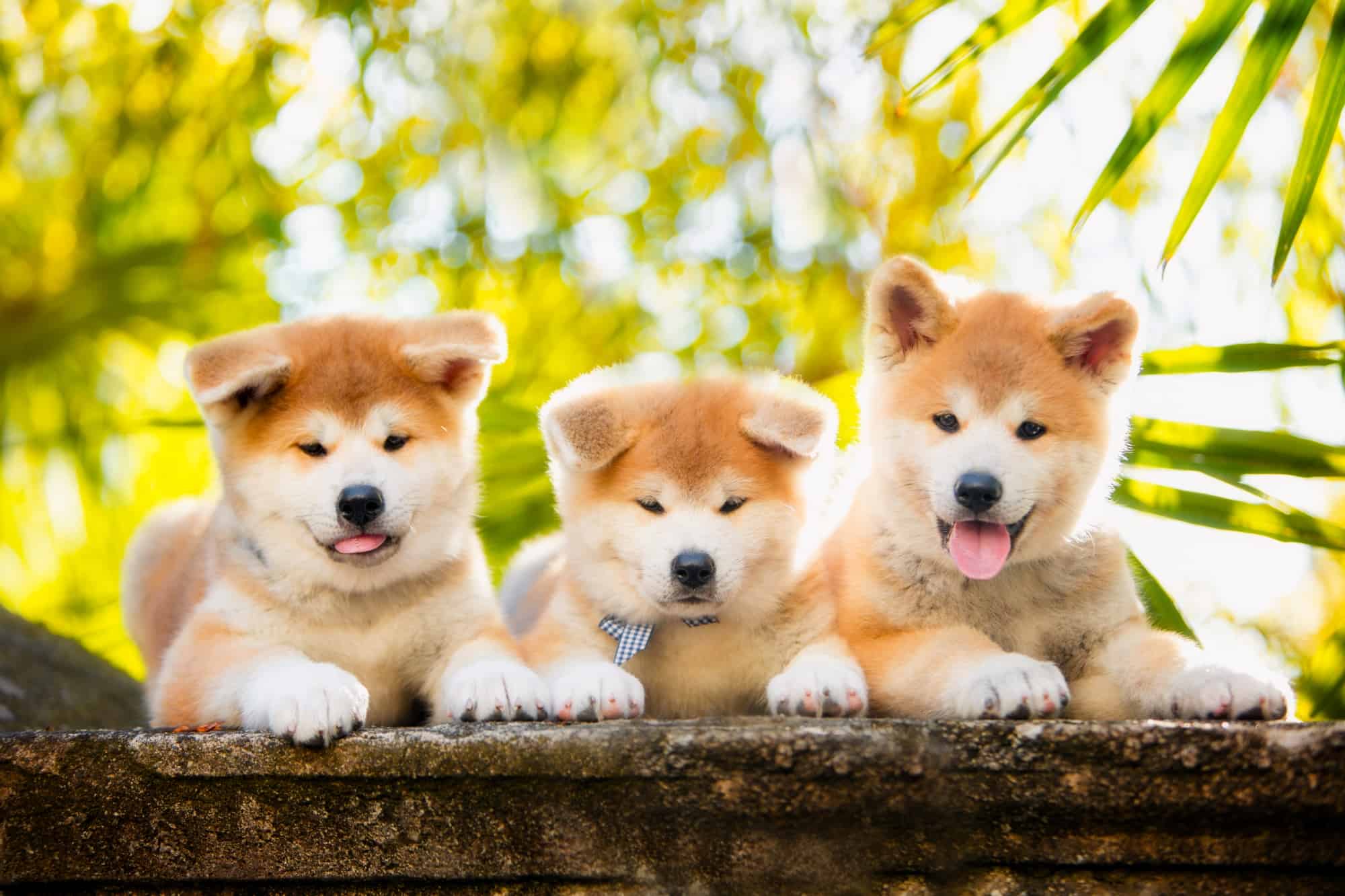 10 Best Akita Breeders (2024) Our Top 10 Picks! Bubbly Pet