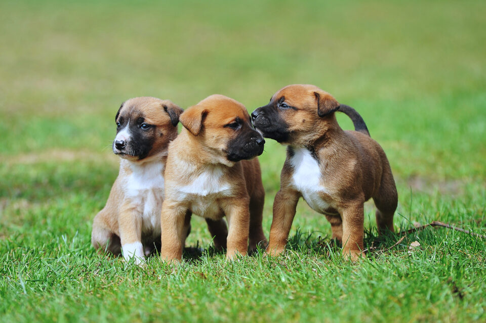 How Much Does a Belgian Malinois Cost? (2024 Price Guide)