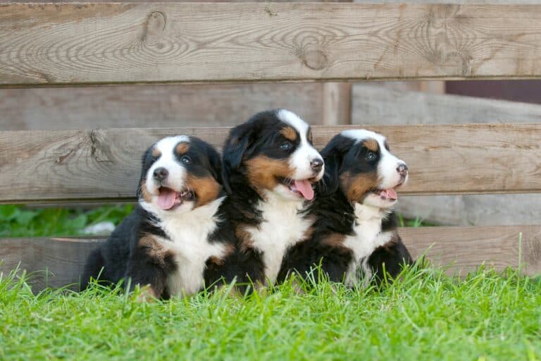 10 Best Bernese Mountain Dog Breeders (2024) Our Top 10 Picks!