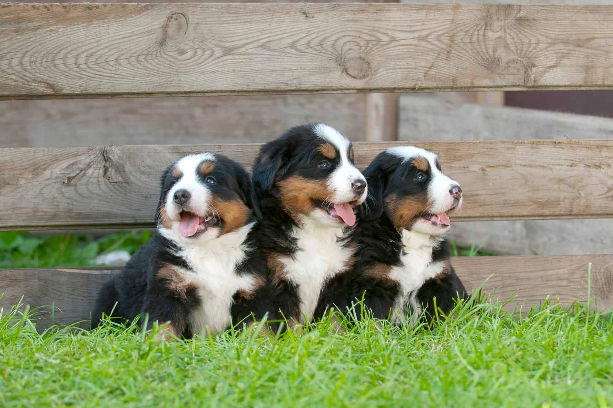 10 Best Bernese Mountain Dog Breeders (2024) Our Top 10 Picks!