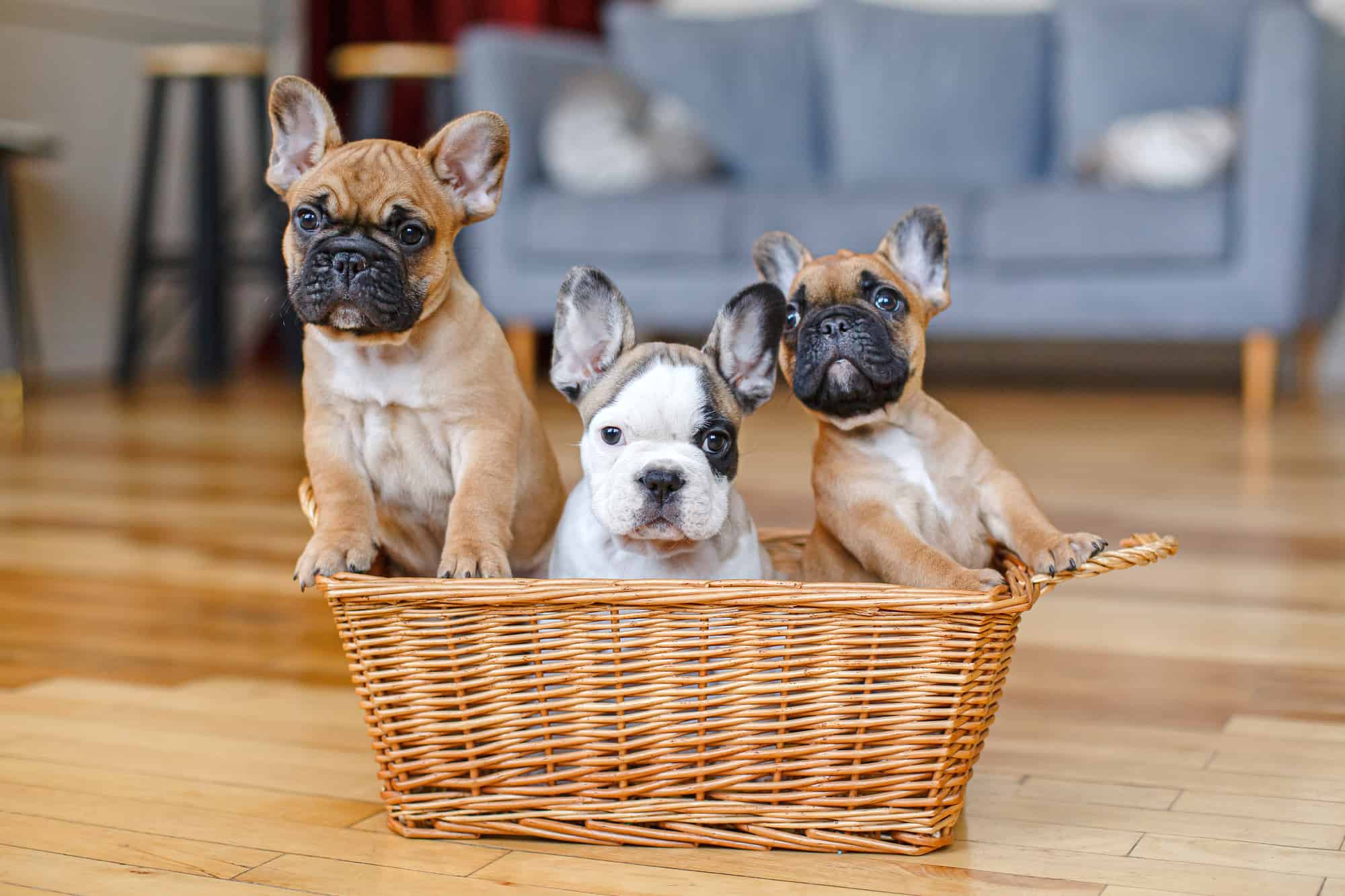 How Much Does a French Bulldog Cost? (2024 Price Guide)