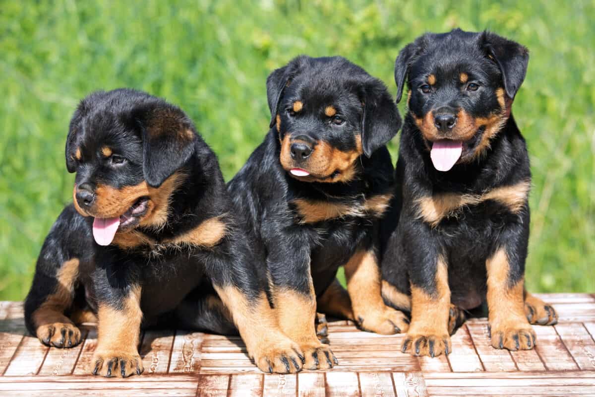 Three Rottweiler puppies for sale and adoption