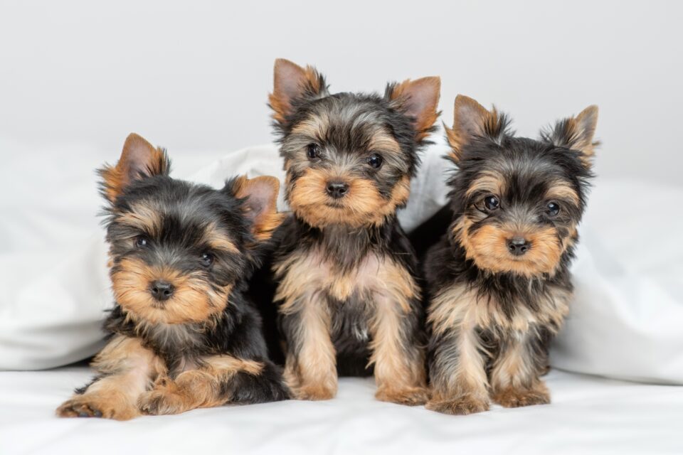 How Much Does a Yorkshire Terrier Cost? (2024 Price Guide)