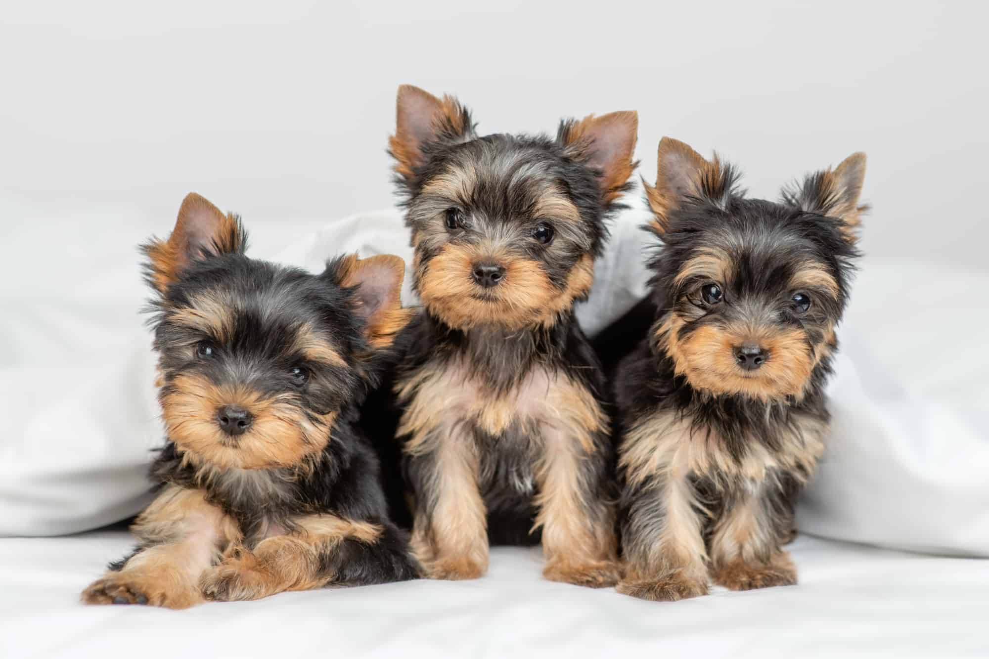 How Much Does a Yorkshire Terrier Cost? (2024 Price Guide)