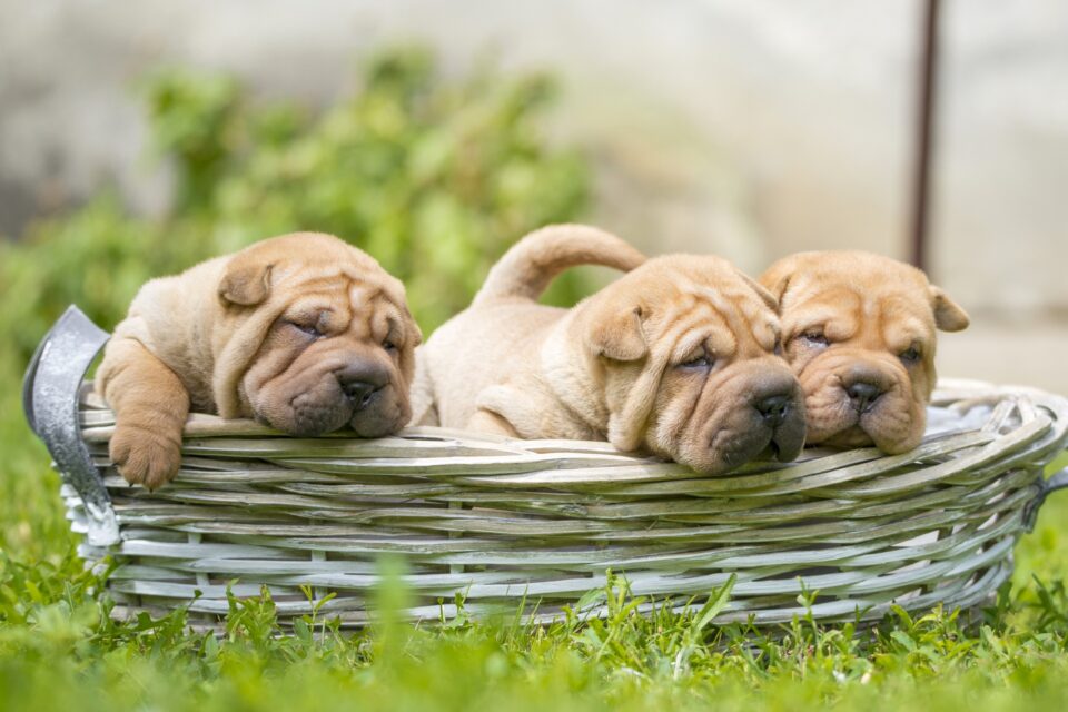 How Much Does a SharPei Cost? (2024 Price Guide)