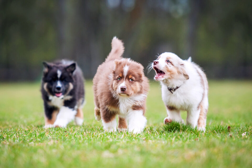 How Much Do Australian Shepherds Cost? (2024 Guide)