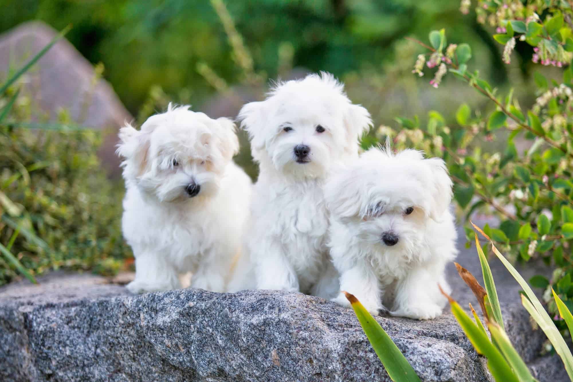 10 Best Maltese Breeders (2024) Our Top 10 Picks!