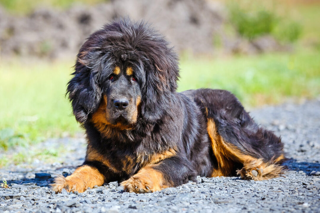 How Much Does a Tibetan Mastiff Cost? (2024 Price Guide)