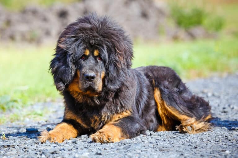 How Much Does a Tibetan Mastiff Cost? (2024 Price Guide)