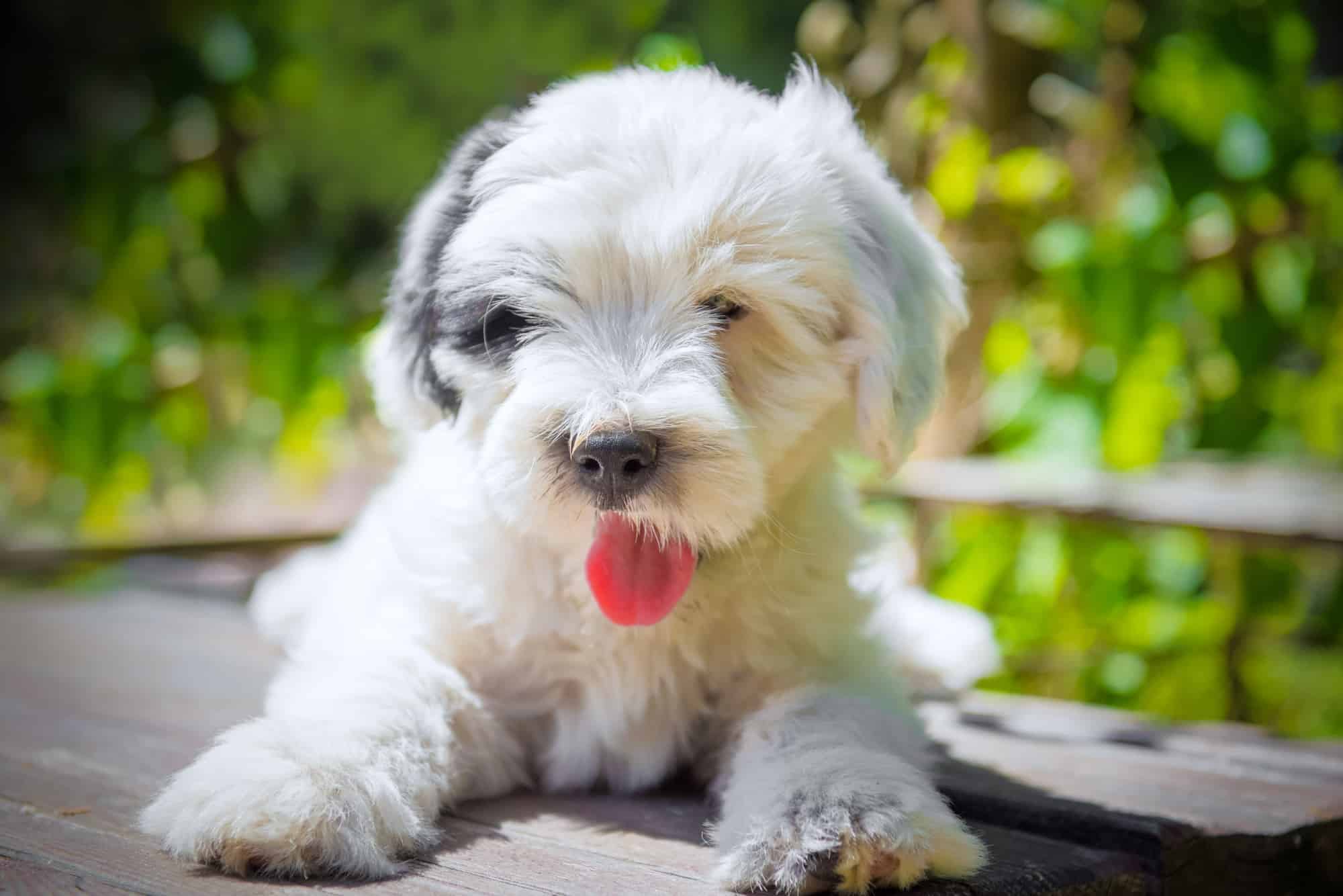 How Much Does a Tibetan Terrier Cost? (2024 Price Guide)