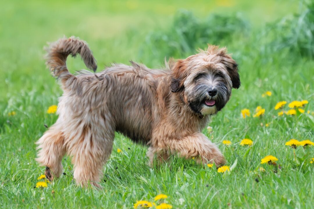 How Much Does a Tibetan Terrier Cost? (2024 Price Guide)