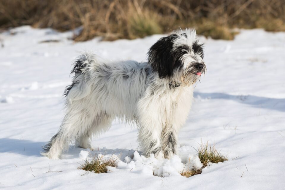 How Much Does a Tibetan Terrier Cost? (2024 Price Guide)