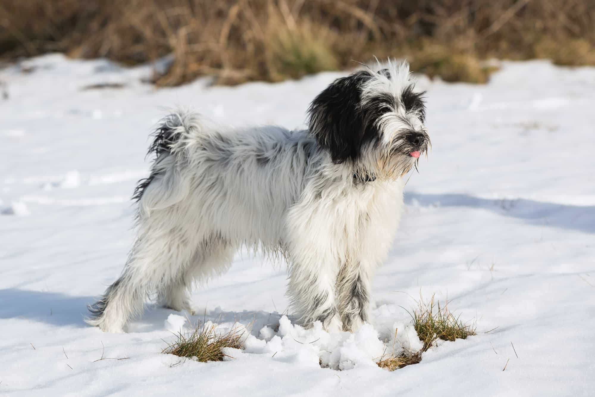 How Much Does a Tibetan Terrier Cost? (2024 Price Guide)