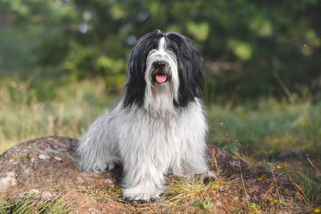 How Much Does a Tibetan Terrier Cost? (2024 Price Guide)