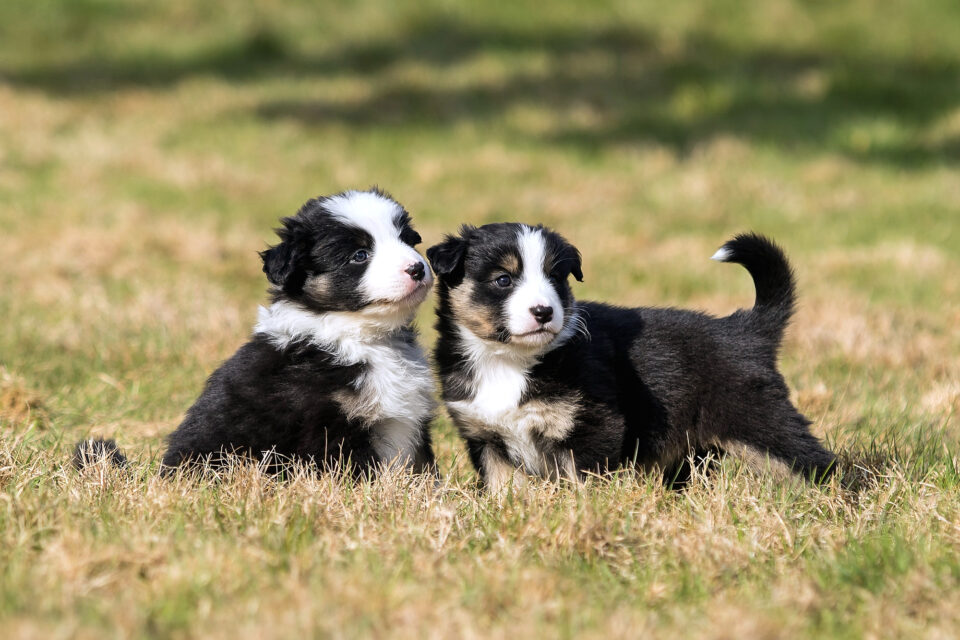 How Much Do Australian Shepherds Cost? (2024 Guide)